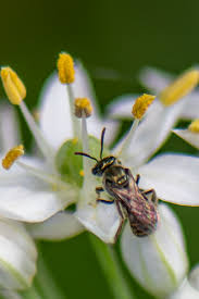 Image result for Isoglossa perdita