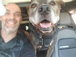 Harness recommendations for dogs riding in cars