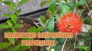 Image result for Combretum constrictum