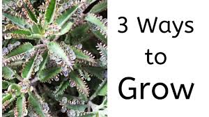 Image result for Kalanchoe daigremontiana