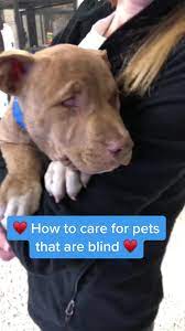 How to Help Blind Dog | TikTok