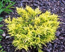 Juniper Lime Glow A Low Growing Evergreen Good For Small Places And Adding Color Turns A Coppery Bronze Evergreen Garden Front Landscaping Landscaping Plants