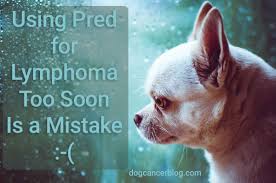 It hurts, and feels hopeless, but it's important to remember that it's not necessarily the end of the journey. Prednisone For Dog Lymphoma Don T Make This Common Mistake