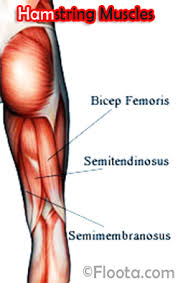 They most often occur at the middle of the back of the thigh where the muscle joins its tendon or at the base of the buttocks. What Are The Best Exercises To Develop Robust Hamstrings And Reduce Injuries The Gap Physio