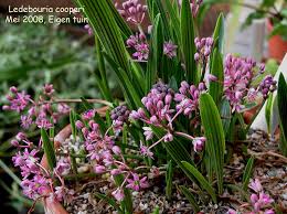 Image result for Ledebouria cooperi
