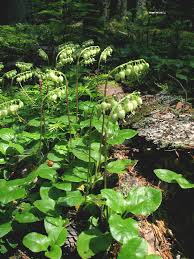 Image result for Cienfuegosia hildebrandtii