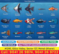 If There Is Magic On This Planet It Is Contained In Water If You Have Any Requirement Regarding Fishes Or Aquarium Fish List Freshwater Fish Fresh Water