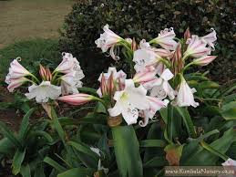 Image result for Crinum macowanii