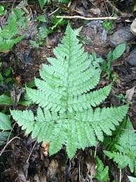 Image result for Triplophyllum