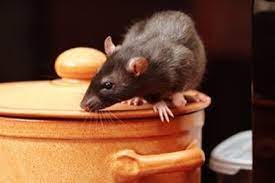 Black diamond, city of new york of the pacific, new york of the pacific, pitsbrg, pitsburg, pittsburg, pittsburgh, bytsbwrgh, pi ci bao, pi zi bao, picheubeogeu. Rats Mice