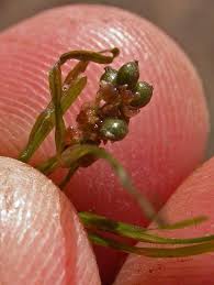 Image result for Potamogeton pusillus