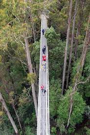 The Otway Fly A Tree Top Walk Situated 20 Kilometres From Colac Otway Ranges Victoria Australia Australia Travel Victoria Australia Melbourne