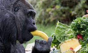 غوريلا kay nietfeld afp getty images gorilla animal stories birthday cake with candles