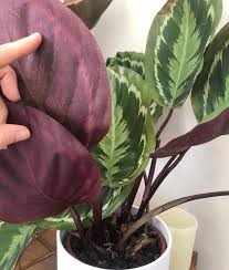 Check spelling or type a new query. Green Leaves On Top Purple Underneath Osera
