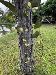 Image result for Polystachya laurentii