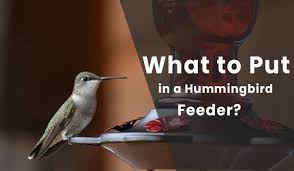 We respect your privacy and take protecting. What To Put In Hummingbird Feeder Some Useful Tips