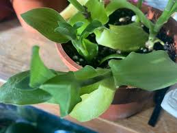 Image result for Melhania forbesii