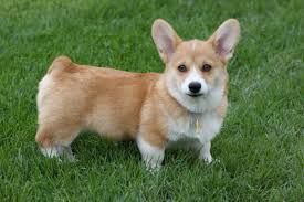 Maybe you would like to learn more about one of these? Kawaii Adorable Corgi Puppies Novocom Top