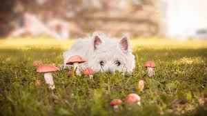 All of them are i'm worried my dog will eat the mushrooms that keep popping up in my backyard, and i don't know if they're poisonous. Dogs Eat Mushrooms Symptoms Diagnosis Of Poisonous Mushrooms