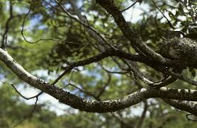 Image result for Pilostyles aethiopica