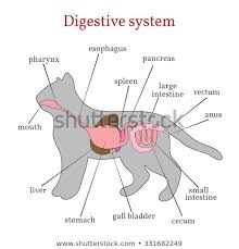 Shutterstock Puzzlepix