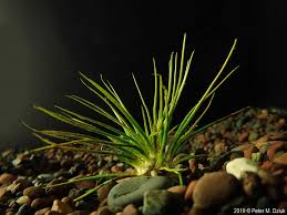 Image result for Isoetes schweinfurthii