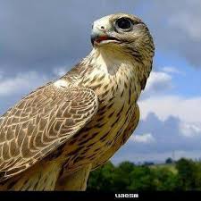 خليكئ ف حالك خليه الازمه العراقيه Pages Directory