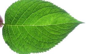 We did not find results for: Leaf Area How Why Measuring Leaf Area Is Vital To Plant Research Tools For Applied Plant Science Cid Inc Com