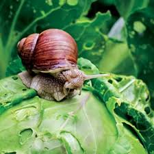 Maybe you would like to learn more about one of these? Metode Eficiente Pentru Combaterea Melcilor Proiectcasa