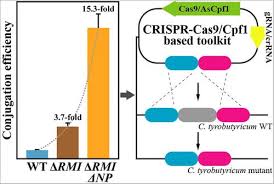 Hypothesized that cpf1 might represent a functional crispr nuclease that could be adapted for genome editing. Enhancing Plasmid Transformation Efficiency And Enabling Crispr Cas9 Cpf1 Based Genome Editing In Clostridium Tyrobutyricum Biotechnology And Bioengineering X Mol