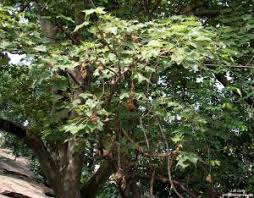 Image result for Acacia haematoxylon