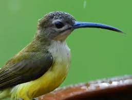 List lagu burung pijantung betina gratis and free streaming terbaru hanya di stafaband. Mengenal Jenis Burung Pijantung Yang Bagus Untuk Masteran