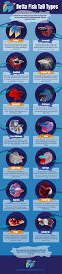 Betta Fish Tail Types Japanesefightingfish Org
