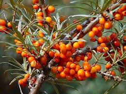 Hippophae Rhamnoides Sea Buckthorn Plants Herbalism
