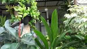 Selain cukup indah untuk diletakan di pekarangan, tanaman jenis ini juga sangat baik digunakan sebagai hias. 9 Potret Koleksi Tanaman Hias Di Rumah Soimah Punya Berbagai Jenis Mahal Yang Lagi Hits Ada Juga Hasil Colongan Kapanlagi Com