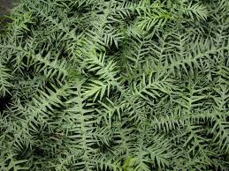 Image result for Araucaria cunninghamii