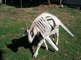 By surveer march 5, 2013. Animal Fail Topbestpics Com