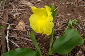 Image result for Siphonochilus