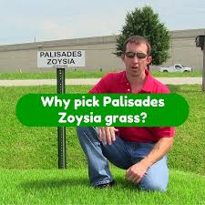 A full sun / part shade grass that is known for its stunning color, one of the greenest grasses available. Why Pick Palisades Zoysia Grass Houston Grass Pearland Sugar Land