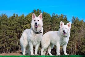 Breeder of swiss white shepherds. The Beautiful White Swiss Shepherd Dog In The Spotlight K9 Web