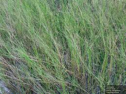 Image result for Panicum repentellum