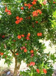 The foliage changes color from red to apple green with the seasons. Pomegranate Season In Turkey A Real Super Fruit Turkey S For Life