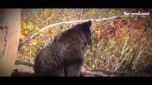 Fundatura gradina boarului orașul zarnesti jud. Rezervatia De Ursi Libearty Zarnesti Youtube