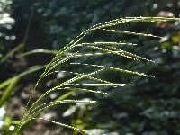 Image result for Pseudobromus