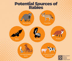 Image result for Rabies