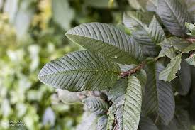 Image result for Psidium guajava