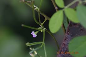 Image result for Teramnus labialis