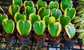 Aug 10, 2020 · hoya kerrii is relatively easy to propagate using vine cuttings. Hoya Kerrii Care And Propagation Of Sweetheart Hoya