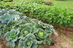 Transplant your strawberries into the bales, four to six plants per bale. Straw Bale Gardening Easy Inexpensive Accessible Joe Gardener