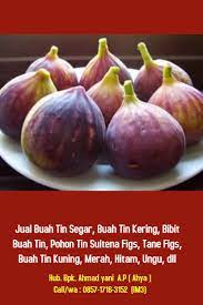 Harga Buah Tin Segar Kering Januari 2021 0857 1716 3152 Im3 Buah Diet Pohon Buah